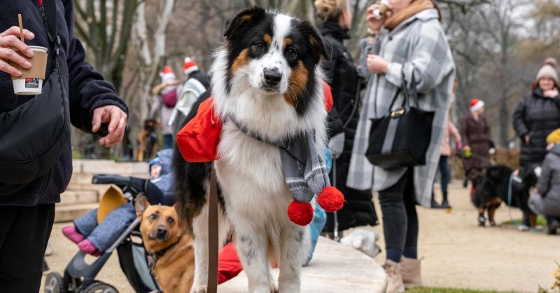 Fedezd fel a DOGZ Farsangi Falkaséta csodás útvonalát! Csatlakozz hozzánk, ahol ínycsiklandó fánkokkal és izgalmas tombolával várunk rád! Ne hagyd ki ezt a vidám eseményt!