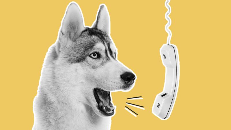 Karnyújtásnyira a beszélő kutyáktól: vágyott álom vagy közelgő valóság?